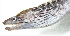  ( - KB18-046)  @11 [ ] CreativeCommons  Attribution Non-Commercial (by-nc) (2018) Unspecified Smithsonian Institution National Museum of Natural History