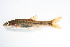  ( - MF010)  @11 [ ] CreativeCommons - Attribution Share-Alike (2019) Unspecified South African National Biodiversity Institute, National Zoological Gardens (NZG)