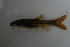 ( - MF011)  @11 [ ] CreativeCommons - Attribution Share-Alike (2019) Unspecified South African National Biodiversity Institute, National Zoological Gardens (NZG)