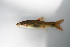 ( - MF017)  @11 [ ] CreativeCommons - Attribution Share-Alike (2019) Unspecified South African National Biodiversity Institute, National Zoological Gardens (NZG)