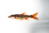  ( - MF018)  @11 [ ] CreativeCommons - Attribution Share-Alike (2019) Unspecified South African National Biodiversity Institute, National Zoological Gardens (NZG)