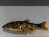  ( - MF025)  @11 [ ] CreativeCommons - Attribution Share-Alike (2019) Unspecified South African National Biodiversity Institute, National Zoological Gardens (NZG)