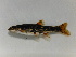  ( - MF029)  @11 [ ] CreativeCommons - Attribution Share-Alike (2019) Unspecified South African National Biodiversity Institute, National Zoological Gardens (NZG)
