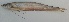  ( - MAKS 133)  @11 [ ] Copyright (2016) PHCDBS PAUL HEBERT CENTRE FOR DNA BARCODING AND BIODIVERSITY STUDIES