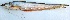  ( - MAKS 134)  @11 [ ] Copyright (2016) PHCDBS PAUL HEBERT CENTRE FOR DNA BARCODING AND BIODIVERSITY STUDIES