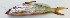  ( - MAKS 56)  @11 [ ] Copyright (2017) PHCDBS PAUL HEBERT CENTRE FOR DNA BARCODING AND BIODIVERSITY STUDIES