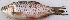  ( - MAKS 67)  @11 [ ] Copyright (2016) PHCDBS PAUL HEBERT CENTRE FOR DNA BARCODING AND BIODIVERSITY STUDIES