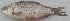  ( - MAKS 67)  @11 [ ] Copyright (2016) PHCDBS PAUL HEBERT CENTRE FOR DNA BARCODING AND BIODIVERSITY STUDIES