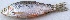  ( - MAKS 68)  @11 [ ] Copyright (2016) PHCDBS PAUL HEBERT CENTRE FOR DNA BARCODING AND BIODIVERSITY STUDIES