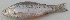  ( - MAKS 68)  @11 [ ] Copyright (2016) PHCDBS PAUL HEBERT CENTRE FOR DNA BARCODING AND BIODIVERSITY STUDIES