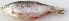  ( - MAKS 70)  @11 [ ] Copyright (2016) PHCDBS PAUL HEBERT CENTRE FOR DNA BARCODING AND BIODIVERSITY STUDIES