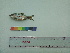  ( - MAKS 81)  @11 [ ] CreativeCommons - Attribution Share-Alike (2018) Unspecified Paul Hebert Centre for DNA Barcoding and Biodiversity Studies