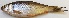  ( - MAKS 83)  @11 [ ] Copyright (2016) PHCDBS PAUL HEBERT CENTRE FOR DNA BARCODING AND BIODIVERSITY STUDIES