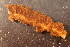  ( - RBCM-S13-3009)  @11 [ ] CreativeCommons - Attribution (2013) Kathryn Hotke Centre for Biodiversity Genomics