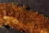  ( - RBCM-S13-3009)  @11 [ ] CreativeCommons - Attribution (2013) Kathryn Hotke Centre for Biodiversity Genomics
