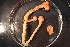  ( - RBCM-S13-3010)  @11 [ ] CreativeCommons - Attribution (2013) Kathryn Hotke Centre for Biodiversity Genomics