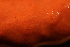  ( - RBCM-S13-3011)  @11 [ ] CreativeCommons - Attribution (2013) Kathryn Hotke Centre for Biodiversity Genomics