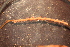  ( - RBCM-S13-3016)  @11 [ ] CreativeCommons - Attribution (2013) Kathryn Hotke Centre for Biodiversity Genomics