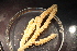  ( - RBCM-S13-3019)  @11 [ ] CreativeCommons - Attribution (2013) Kathryn Hotke Centre for Biodiversity Genomics