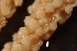  ( - RBCM-S13-3019)  @11 [ ] CreativeCommons - Attribution (2013) Kathryn Hotke Centre for Biodiversity Genomics