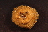  ( - RBCM-S13-3092)  @11 [ ] CreativeCommons - Attribution (2013) Kathryn Hotke Centre for Biodiversity Genomics