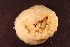  ( - RBCM-S13-4066)  @11 [ ] CreativeCommons - Attribution (2013) Kathryn Hotke Centre for Biodiversity Genomics