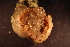  ( - RBCM-S13-4086)  @11 [ ] CreativeCommons - Attribution (2013) Kathryn Hotke Centre for Biodiversity Genomics