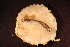  ( - RBCM-S13-4087)  @11 [ ] CreativeCommons - Attribution (2013) Kathryn Hotke Centre for Biodiversity Genomics
