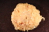  ( - RBCM-S13-4087)  @11 [ ] CreativeCommons - Attribution (2013) Kathryn Hotke Centre for Biodiversity Genomics