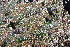  ( - KHBC-S13-0102)  @11 [ ] CreativeCommons - Attribution (2013) Kathryn Hotke Centre for Biodiversity Genomics