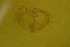  ( - KHBC-S13-0048)  @11 [ ] CreativeCommons - Attribution (2013) Kathryn Hotke Centre for Biodiversity Genomics