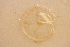 ( - KHBC-S13-0081)  @11 [ ] CreativeCommons - Attribution (2013) Kathryn Hotke Centre for Biodiversity Genomics