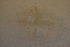  ( - KHBC-S13-0076)  @11 [ ] CreativeCommons - Attribution (2013) Kathryn Hotke Centre for Biodiversity Genomics