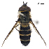  ( - OL333564)  @11 [ ] Copyright (2022) Ho-Yeon Han Division of Biological Science and Technology, Yonsei University
