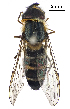 ( - OL333567)  @11 [ ] Copyright (2022) Ho-Yeon Han Division of Biological Science and Technology, Yonsei University