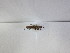  (Ochrophlebia - KBGP212)  @11 [ ] CreativeCommons - Attribution Non-Commercial Share-Alike (2018) Unspecified Stellenbosch University