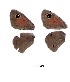  ( - KBGPB15)  @11 [ ] CreativeCommons - Attribution Non-Commercial Share-Alike (2017) Unspecified he Lepidopterists Society of Africa