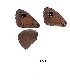  ( - KBGPB16)  @11 [ ] CreativeCommons - Attribution Non-Commercial Share-Alike (2017) Unspecified he Lepidopterists Society of Africa