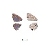  ( - KBGPB27)  @11 [ ] CreativeCommons - Attribution Non-Commercial Share-Alike (2017) Unspecified he Lepidopterists Society of Africa