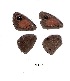  ( - KBGPB39)  @11 [ ] CreativeCommons - Attribution Non-Commercial Share-Alike (2017) Unspecified he Lepidopterists Society of Africa