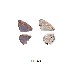  ( - KBGPB53)  @11 [ ] CreativeCommons - Attribution Non-Commercial Share-Alike (2017) Unspecified he Lepidopterists Society of Africa