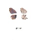  ( - KBGPB140)  @11 [ ] CreativeCommons - Attribution Non-Commercial Share-Alike (2017) Unspecified he Lepidopterists Society of Africa