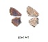  ( - KBGPB159)  @12 [ ] CreativeCommons - Attribution Non-Commercial Share-Alike (2017) Unspecified he Lepidopterists Society of Africa