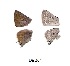  ( - KBGPB160)  @12 [ ] CreativeCommons - Attribution Non-Commercial Share-Alike (2017) Unspecified he Lepidopterists Society of Africa