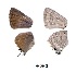  ( - KBGPB163)  @12 [ ] CreativeCommons - Attribution Non-Commercial Share-Alike (2017) Unspecified he Lepidopterists Society of Africa