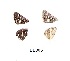  ( - KBGPB185)  @11 [ ] CreativeCommons - Attribution Non-Commercial Share-Alike (2017) Unspecified he Lepidopterists Society of Africa