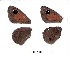  ( - KBGPB186)  @11 [ ] CreativeCommons - Attribution Non-Commercial Share-Alike (2017) Unspecified he Lepidopterists Society of Africa
