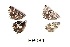  ( - KBGPB206)  @11 [ ] CreativeCommons - Attribution Non-Commercial Share-Alike (2017) Unspecified he Lepidopterists Society of Africa