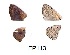  ( - KBGPB210)  @11 [ ] CreativeCommons - Attribution Non-Commercial Share-Alike (2017) Unspecified he Lepidopterists Society of Africa