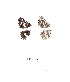  ( - KBGPB83)  @11 [ ] CreativeCommons - Attribution Non-Commercial Share-Alike (2017) Unspecified he Lepidopterists Society of Africa